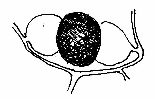 ファイル:Syzygites megalocarpus 03.jpg