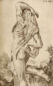 Planche issue de la Tabulae Anatomicae de Giulio Cesare Casseri (1627).