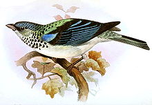 Tangara cabanisiIbis1868P003.jpg