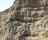 This photo shows a series of horizontal layers of soil in a road cut. In the center of the photo – barely visible – there is a geologist's hammer and a leather glove to establish perspective – they suggest that the layers are about 1 meter thick. In geology the type locale is a location where the first example of a newly described object was found – this is the type locale. This set of layered beds, although nowhere near as clearly pronounced in layering as in several of the other photos, shows the first location where the Touchet Formation was identified in the published literature.