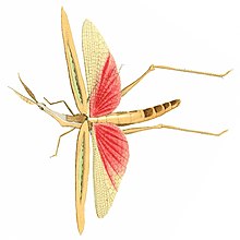 Truxaloides braziliensis