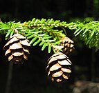 foliage and cones