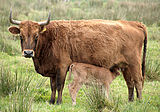 XN Heck Cattle 0033.jpg