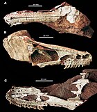 Holotype skull shown from above, the right side, and below