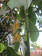 Bunga Daun Dendrophthoe pentandra di pohon mangga