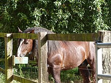 Cheval en train de boire, derrière une clôture de bois.