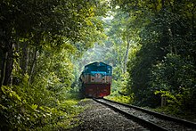 Une train sur une voie unique en forêt.