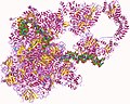 Miniatuur voor RNA-polymerase