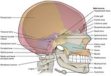 706 Sagittal Section of Skull-01.jpg