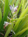 Zenzero thailandese o galanga (Alpinia galanga)