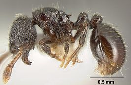 Adelomyrmex laevigatus