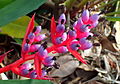 Aechmea weilbachii