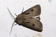 Agrotis.exclamationis.7204.jpg