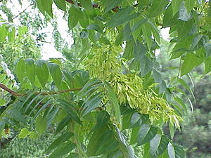 ordinara ailanto (Ailanthus altissima)