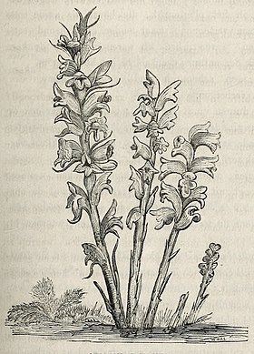 Orobanche major