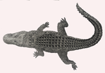 Miniatura per Allodaposuchus