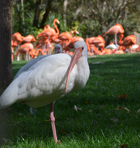 Amerika blanka ibiso ĉe Busch Gardens, Tampa Bay - Florido