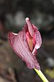 Amorphophallus palawanensis