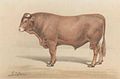 Limousine (race bovine)