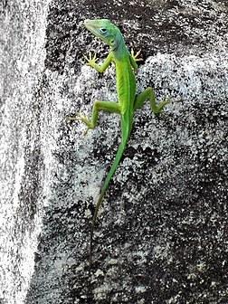 Anolis marmoratus speciosus, un genre de lézard originaire de Guadeloupe. (définition réelle 1 200 × 1 600*)