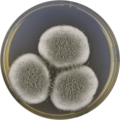 Aspergillus giganteus growing on CYA plate