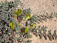 קדד באר שבע (A. caprinus)