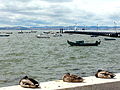 Miniatura para Reserva natural del Estuario del Tajo