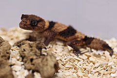 Description de l'image Banded_knob-tailed_gecko_(Nephrurus_wheeleri_cinctus).jpg.