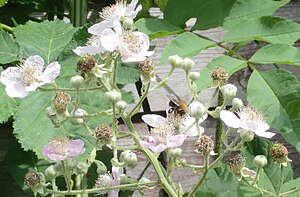 English: Bee pollinating Blackberry in an Engl...