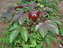 Jatropha gossipifolia in Hyderabad, India. Bellyache Bush (Jatropha gossipifolia) in Hyderabad, AP W IMG 9219.jpg
