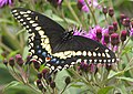 Papilio polyxenes Foto: Derek Ramsey