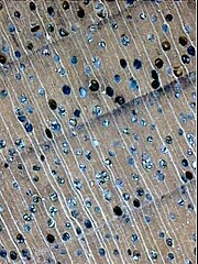 Magnified cross-section of a diffuse-porous hardwood wood (Black Walnut), showing the vessels, rays (white lines) and annual rings