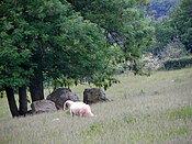 Pierres de la Cahorie