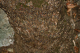 Euplagia quadripunctaria  rhodosensis resting on an Oriental Sweetgum (Liquidambar orientalis) tree trunk in the valley