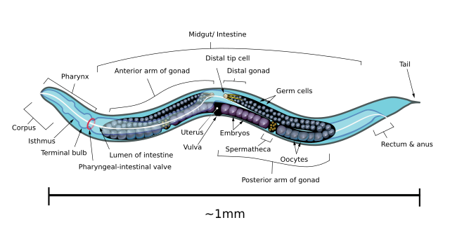 Анатомия взрослого гермафродита круглого червя Caenorhabditis elegans