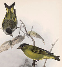 Drawing of two black-capped siskins