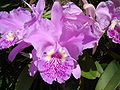 Cattleya lueddemanniana