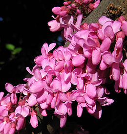 Cercis Siliquastrum blossom closeup.jpg