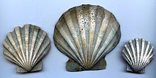 Chesapecten Jeffersonius Outside.jpg