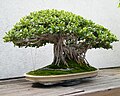 Bonsai