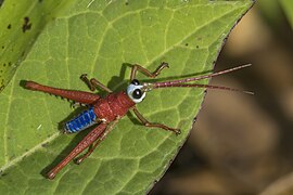 Chocó grasshopper (Opaon varicolor) male