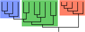 In this phylogenetic tree, the green group is paraphyletic; it is composed of a common ancestor (the lowest green vertical stem) and some of its descendants, but it excludes the blue group (a monophyletic group) which diverged from the green group. Clade-grade II.svg