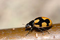 Coccinella Hieroglyphica