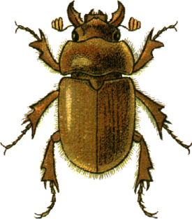 Codocera ferruginea