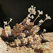 Crassula deceptor