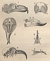 Skamieniałość czaszki i anatomia szczęki