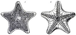 Ctenodiscus australis