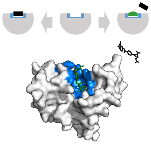Top: a 2D diagram of the volume occupied by the enzyme with an enzyme surface binding site for the substrate in equilibrium with substrate and inhibitor. Bottom a 3D surface of the same enzyme with a superposition of substrate and the inhibition binding to the same site.
