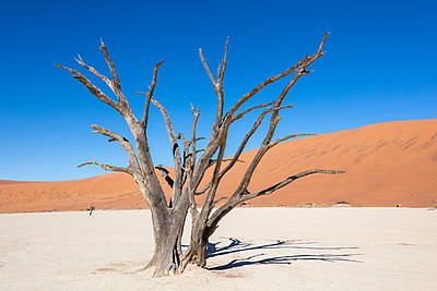 ’n Boom in die Dooievlei naby die Sossusvlei, Namib-Naukluft Nasionale Park, Namibië.