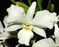 l'orquídia (a orquídea)